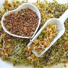 Dlaczego warto jeść kiełki?