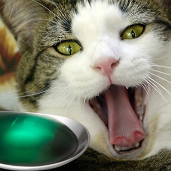 Jak należy podawać kotu lekarstwa?