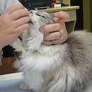 Jak podawać kotu lekarstwo w tabletkach?