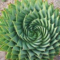 Jakie są właściwości aloesu?