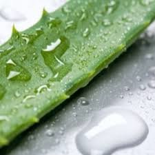 Aloes dla włosów