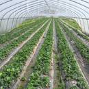 Jak prawidłowo posadzić truskawki?