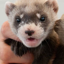 Jak poprawnie zajmować się fretką?