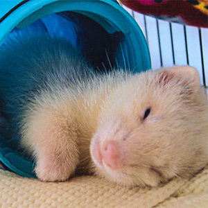 Utrzymanie fretki w czystości