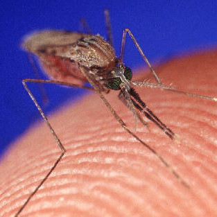 Jak radzić sobie z komarami?