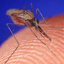 Jak radzić sobie z komarami?