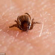 Czym usuwać kleszcze?