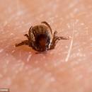 Czym usuwać kleszcze?