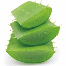 Na co może pomóc aloes?