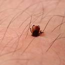 W jaki sposób chronić się przed kleszczami?