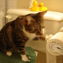 W jaki sposób wymierzyć kotu karę?