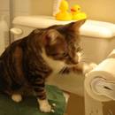 W jaki sposób wymierzyć kotu karę?