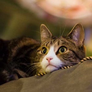 Jak nie należy karać kota