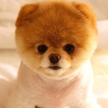 Jak oswoić szczeniaka z nowym miejscem?