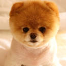 Jak oswoić szczeniaka z nowym miejscem?