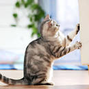 Jak sprawić, żeby kot nie drapał mebli?