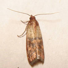 W jaki sposób walczyć z molami?