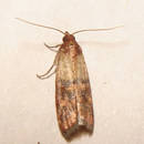 W jaki sposób walczyć z molami?