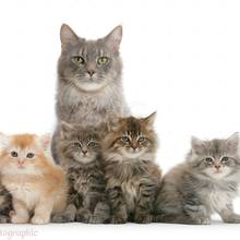 Jak nauczyć kota korzystania z kuwety?