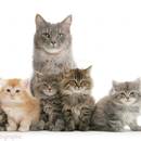 Jak nauczyć kota korzystania z kuwety?