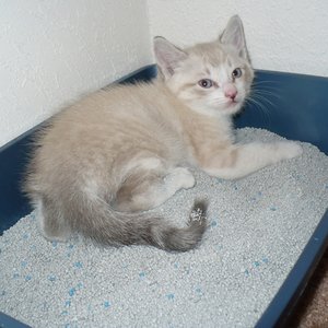 Nauka korzystania z kuwety