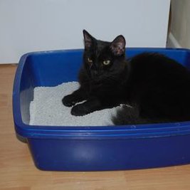 Oswojenie kota z kuwetą