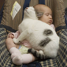 Jak przyzwyczaić psa i kota do noworodka?