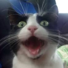 Jak postępować z kotem w czasie podróży samochodem?