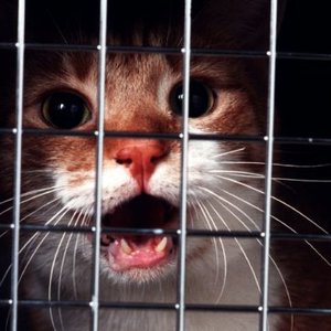 Kot nie musi się bać