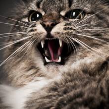 Jak oswoić kota z ludźmi?