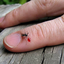 Jak złagodzić swędzenie po ukąszeniu komara?