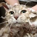 Jak samemu przygotować szampon do kąpieli dla kota?