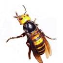 Jak unikać użądlenia przez szerszenie?