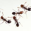 Jak pozbyć się mrówek domowymi sposobami?