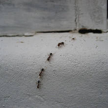 Naturalne środki przeciwko szkodnikom w domu