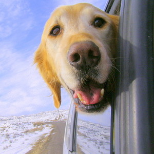 Jak podróżować autem z psem?
