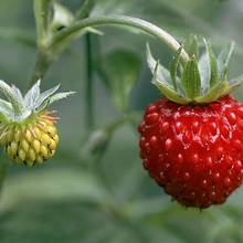 Jak powinno się sadzić poziomki?
