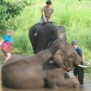 Patara Elephant Farm