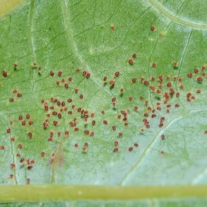 Dokładnie obejrzyj rośliny