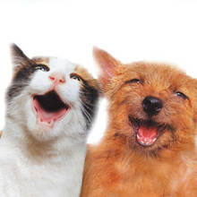 Dlaczego koty są lepsze od psów?