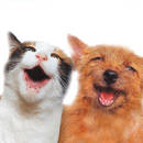 Dlaczego koty są lepsze od psów?