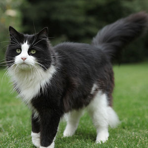 Powód 8: koty nie skaczą na gości