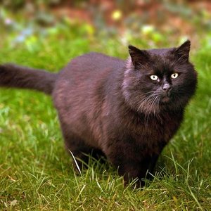 Powód 7: koty nie gryzą