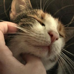 Powód 1: koty mruczą