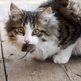 Powód 10: koty przynoszą prezenty