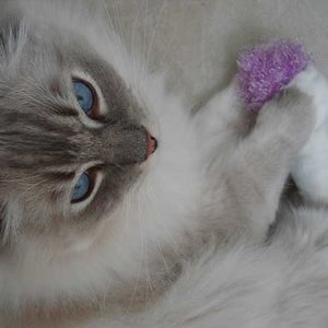 Powód 9: koty dbają o swoje zabawki