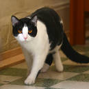 Jak zwalczyć łupież u kota?