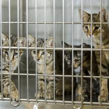 Jakie objawy wskazują na koci katar?