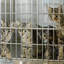 Jakie objawy wskazują na koci katar?