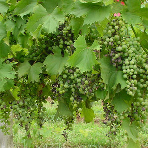 Składniki mineralne